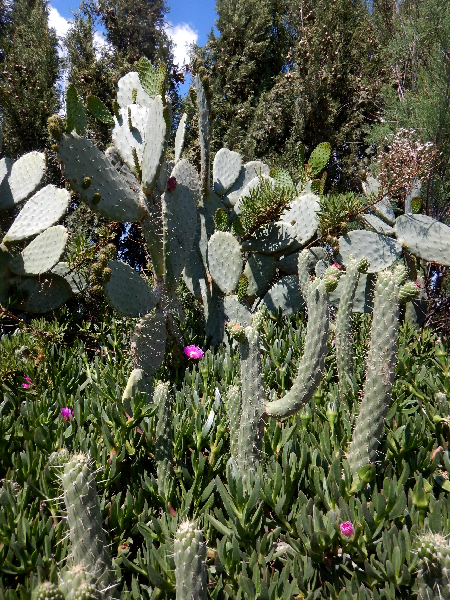 Andalousie mai 2018 16